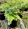4" Fern Maidenhair Fritz Luthi